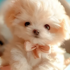 Interactive Walking Plush Puppy Toy