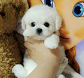 Realistic Teddy Dog Plush Puppy with Lifelike Details